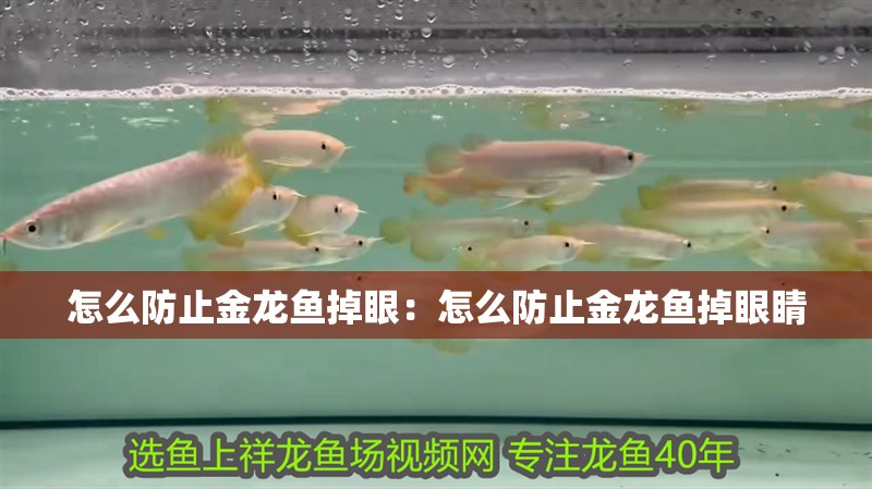 怎么防止金龍魚掉眼：怎么防止金龍魚掉眼睛