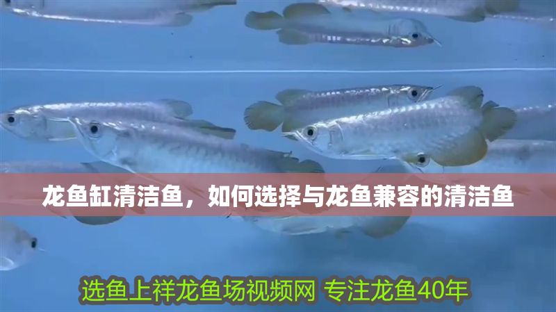 龍魚缸清潔魚，如何選擇與龍魚兼容的清潔魚 龍魚缸清潔魚，如何選擇與龍魚兼容的清潔魚 魚缸百科 第2張