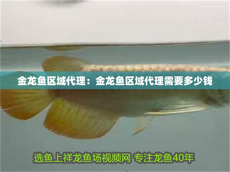 金龍魚區域代理：金龍魚區域代理需要多少錢