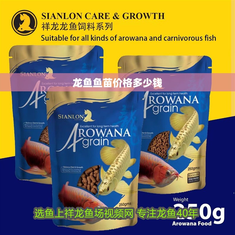 龍魚魚苗價格多少錢
