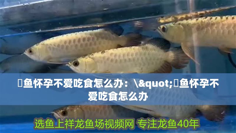 魟魚懷孕不愛吃食怎么辦：\"魟魚懷孕不愛吃食怎么辦