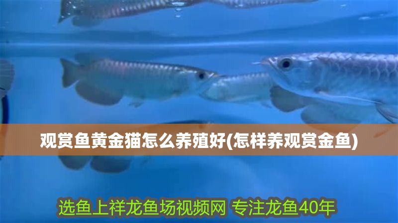 觀賞魚黃金貓?jiān)趺答B(yǎng)殖好(怎樣養(yǎng)觀賞金魚)