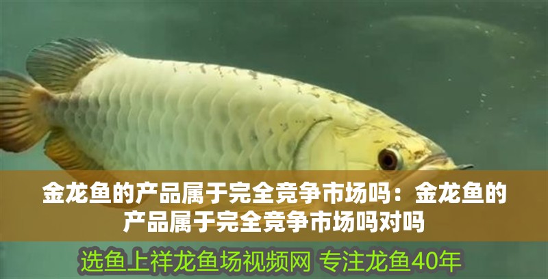 金龍魚(yú)的產(chǎn)品屬于完全競(jìng)爭(zhēng)市場(chǎng)嗎：金龍魚(yú)的產(chǎn)品屬于完全競(jìng)爭(zhēng)市場(chǎng)嗎對(duì)嗎 金龍魚(yú)的產(chǎn)品屬于完全競(jìng)爭(zhēng)市場(chǎng)嗎：金龍魚(yú)的產(chǎn)品屬于完全競(jìng)爭(zhēng)市場(chǎng)嗎對(duì)嗎 水族問(wèn)答