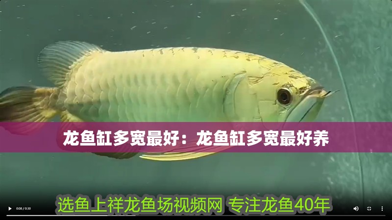 龍魚缸多寬最好:龍魚缸多寬最好養(yǎng) 水族問答 龍魚缸多寬最好:龍魚缸多寬最好養(yǎng) 龍魚缸多寬最好:龍魚缸多寬最好養(yǎng) 水族問答