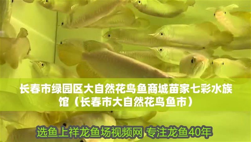 長春市綠園區(qū)大自然花鳥魚商城苗家七彩水族館（長春市大自然花鳥魚市） 長春市綠園區(qū)大自然花鳥魚商城苗家七彩水族館（長春市大自然花鳥魚市） 全國水族館企業(yè)名錄 第2張