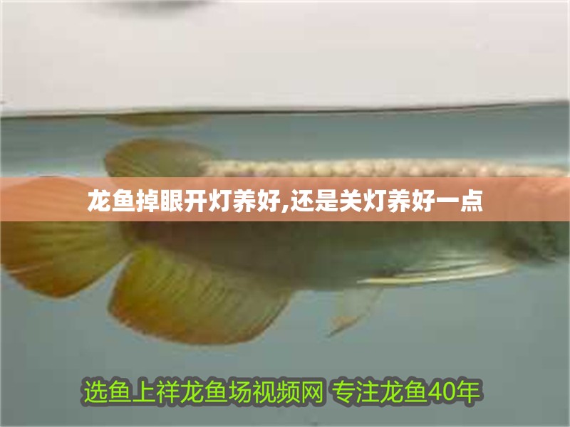 龍魚掉眼開燈養(yǎng)好,還是關(guān)燈養(yǎng)好一點