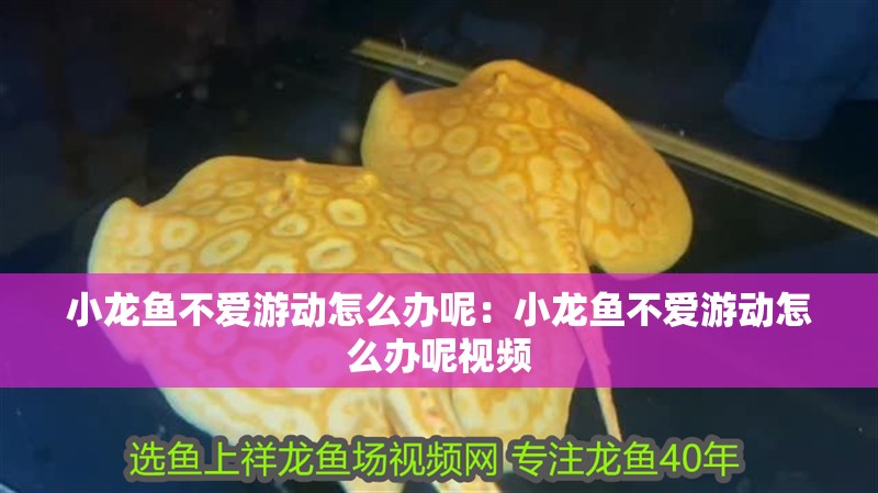 小龍魚不愛游動怎么辦呢：小龍魚不愛游動怎么辦呢視頻