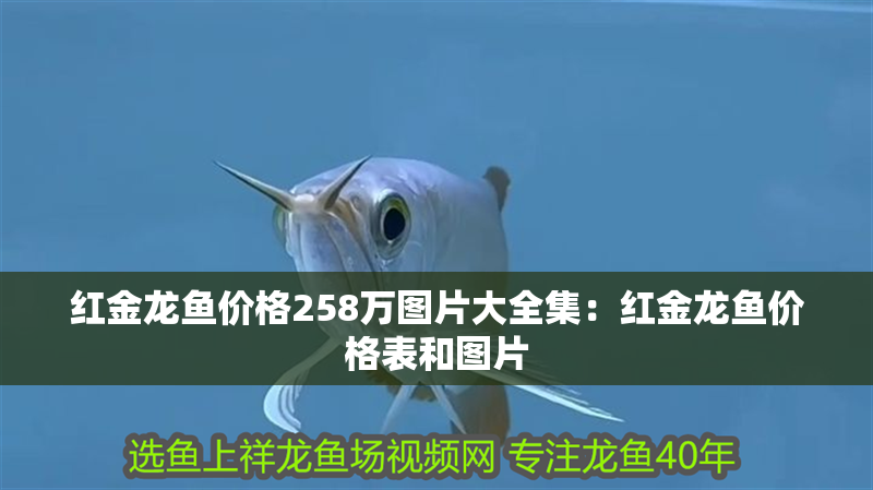 紅金龍魚價格258萬圖片大全集：紅金龍魚價格表和圖片