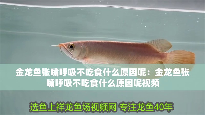 金龍魚張嘴呼吸不吃食什么原因呢：金龍魚張嘴呼吸不吃食什么原因呢視頻