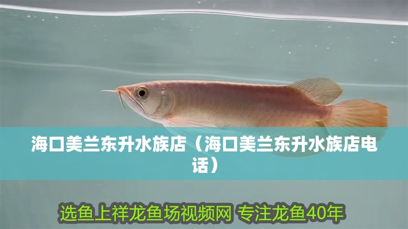 海口美蘭東升水族店（海口美蘭東升水族店電話）