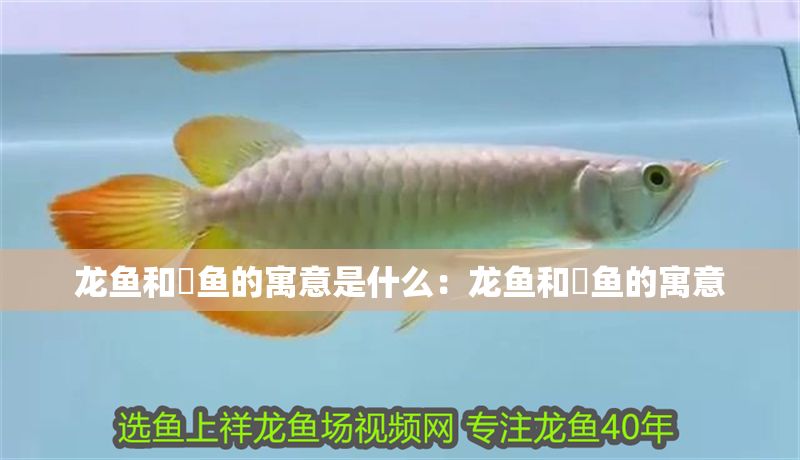 龍魚和魟魚的寓意是什么：龍魚和魟魚的寓意