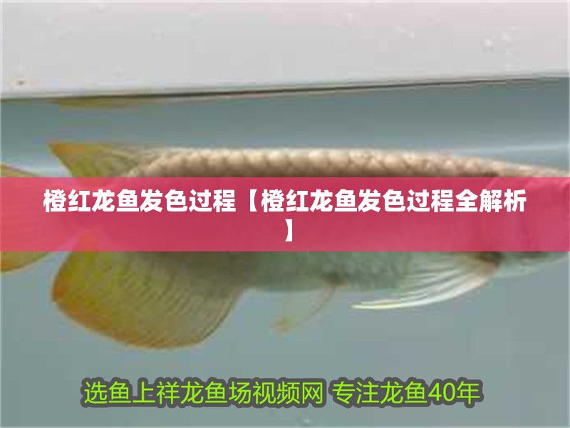 橙紅龍魚發色過程【橙紅龍魚發色過程全解析】