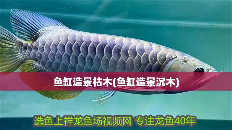 魚缸造景枯木(魚缸造景沉木)