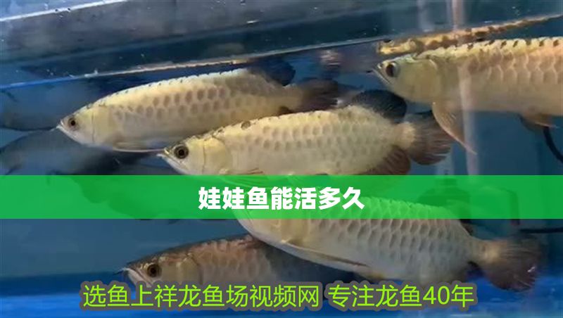 娃娃魚能活多久 娃娃魚能活多久 紅龍魚百科 第2張
