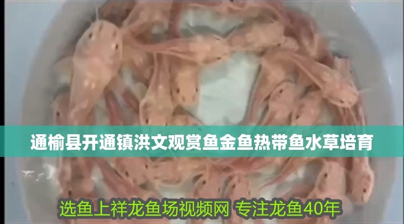 通榆縣開通鎮洪文觀賞魚金魚熱帶魚水草培育 通榆縣開通鎮洪文觀賞魚金魚熱帶魚水草培育 觀賞魚百科