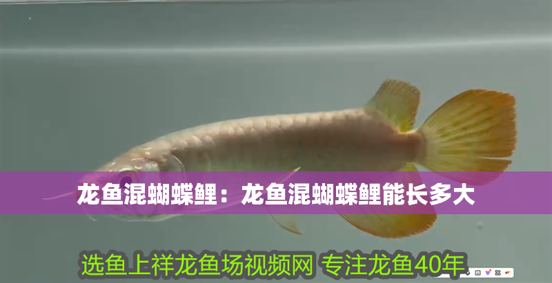 龍魚混蝴蝶鯉：龍魚混蝴蝶鯉能長多大 龍魚混蝴蝶鯉：龍魚混蝴蝶鯉能長多大 水族問答