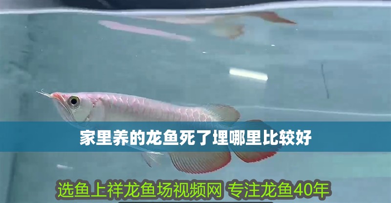 家里養的龍魚死了埋哪里比較好