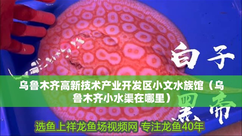 烏魯木齊高新技術產業開發區小文水族館（烏魯木齊小水渠在哪里） 烏魯木齊高新技術產業開發區小文水族館（烏魯木齊小水渠在哪里） 全國水族館企業名錄 第2張