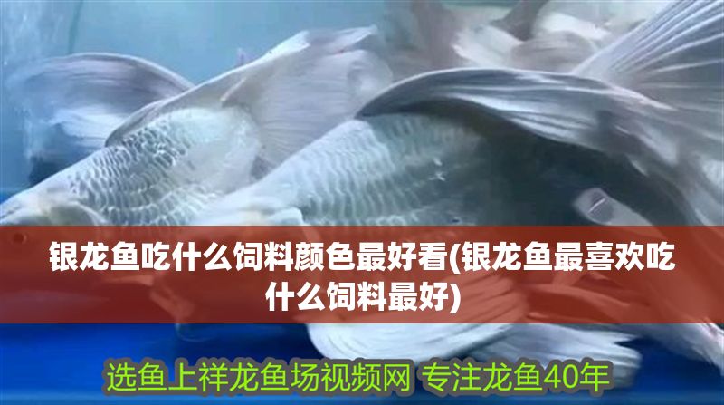 銀龍魚吃什么飼料顏色最好看(銀龍魚最喜歡吃什么飼料最好)