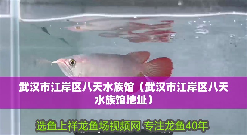 武漢市江岸區八天水族館（武漢市江岸區八天水族館地址）