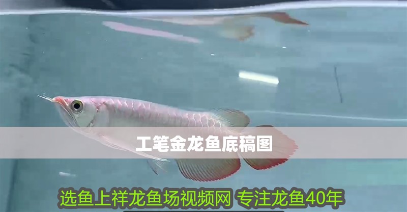 工筆金龍魚底稿圖 工筆金龍魚底稿圖 龍魚百科 第3張