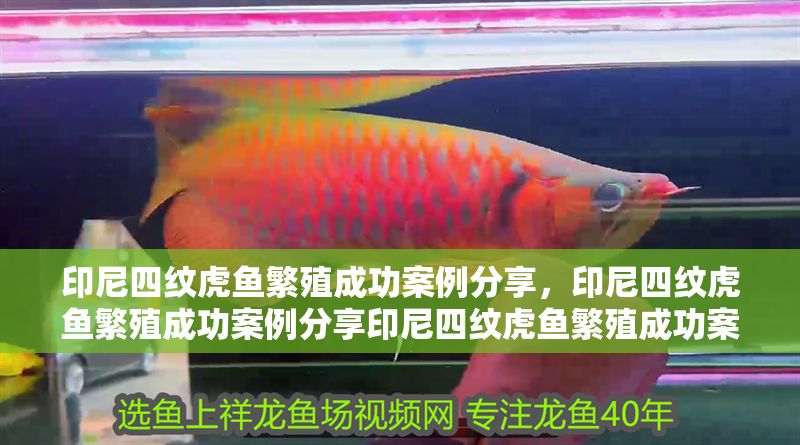 印尼四紋虎魚繁殖成功案例分享，印尼四紋虎魚繁殖成功案例分享印尼四紋虎魚繁殖成功案例分享 印尼四紋虎魚繁殖成功案例分享，印尼四紋虎魚繁殖成功案例分享印尼四紋虎魚繁殖成功案例分享 虎魚百科 第2張
