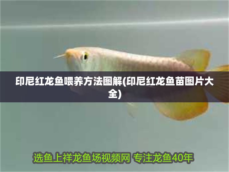 印尼紅龍魚喂養方法圖解(印尼紅龍魚苗圖片大全) 紅龍魚百科 第1張 印尼紅龍魚喂養方法圖解(印尼紅龍魚苗圖片大全) 印尼紅龍魚喂養方法圖解(印尼紅龍魚苗圖片大全) 紅龍魚百科 第1張