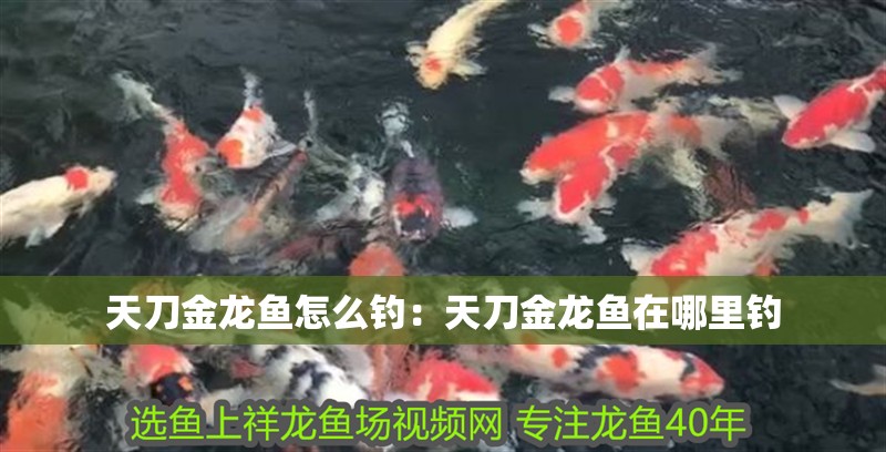 天刀金龍魚怎么釣：天刀金龍魚在哪里釣