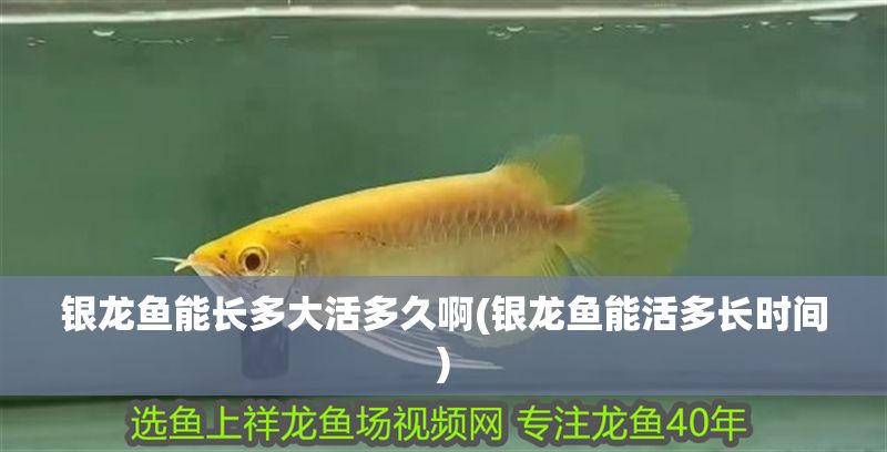 銀龍魚能長多大活多久啊(銀龍魚能活多長時(shí)間)