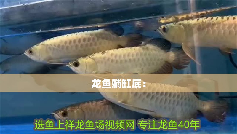 龍魚(yú)躺缸底：