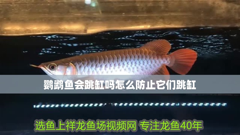 鸚鵡魚會跳缸嗎怎么防止它們跳缸 鸚鵡魚會跳缸嗎怎么防止它們跳缸 觀賞魚百科