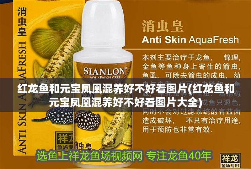 紅龍魚和元寶鳳凰混養(yǎng)好不好看圖片(紅龍魚和元寶鳳凰混養(yǎng)好不好看圖片大全) 紅龍魚和元寶鳳凰混養(yǎng)好不好看圖片(紅龍魚和元寶鳳凰混養(yǎng)好不好看圖片大全) 元寶鳳凰魚百科 第1張