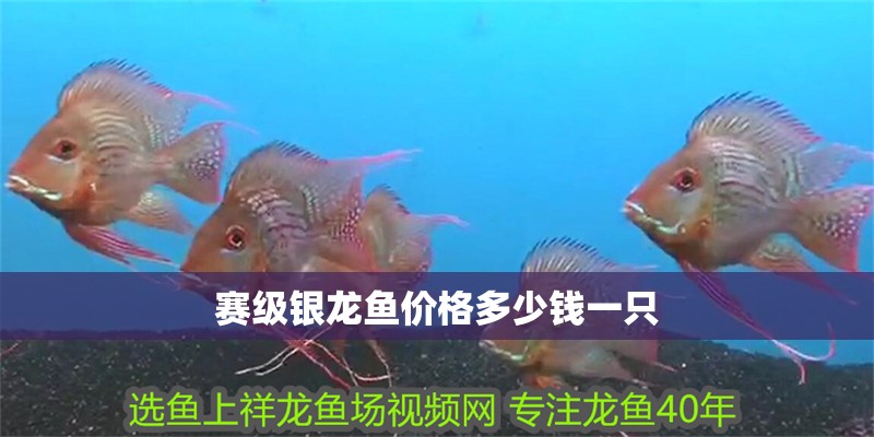 賽級(jí)銀龍魚(yú)價(jià)格多少錢(qián)一只