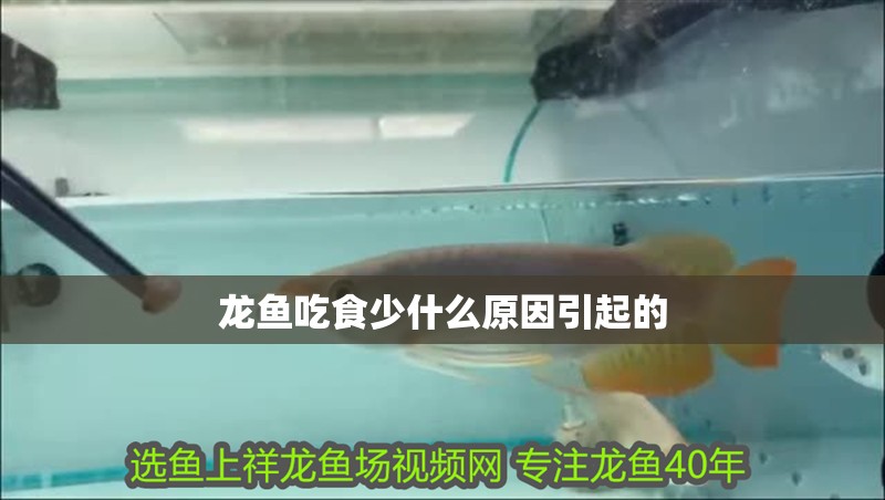 龍魚吃食少什么原因引起的 龍魚吃食少什么原因引起的 龍魚百科 第3張