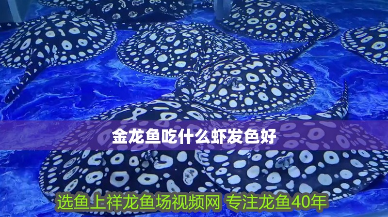 金龍魚吃什么蝦發色好 金龍魚吃什么蝦發色好 龍魚百科 第3張