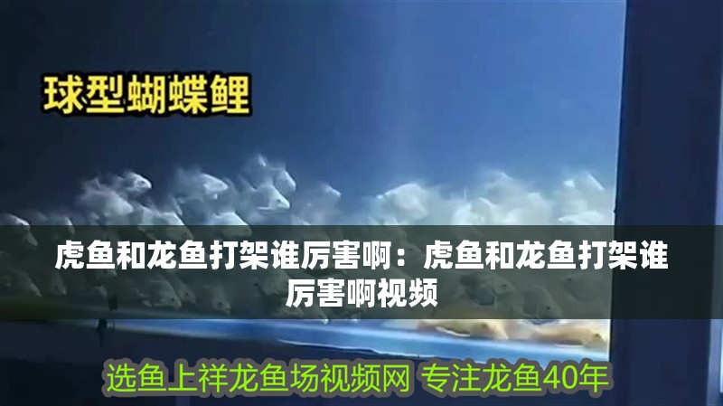 虎魚和龍魚打架誰厲害啊：虎魚和龍魚打架誰厲害啊視頻