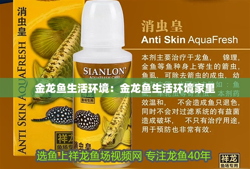 金龍魚生活環境:金龍魚生活環境家里 水族問答 金龍魚生活環境:金龍魚生活環境家里 金龍魚生活環境:金龍魚生活環境家里 水族問答