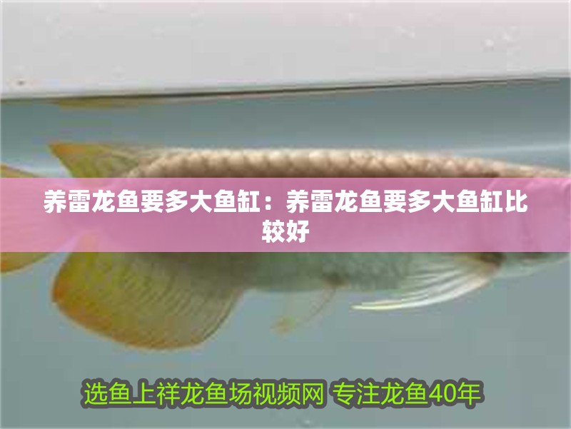 養(yǎng)雷龍魚要多大魚缸：養(yǎng)雷龍魚要多大魚缸比較好 養(yǎng)雷龍魚要多大魚缸：養(yǎng)雷龍魚要多大魚缸比較好 水族問答