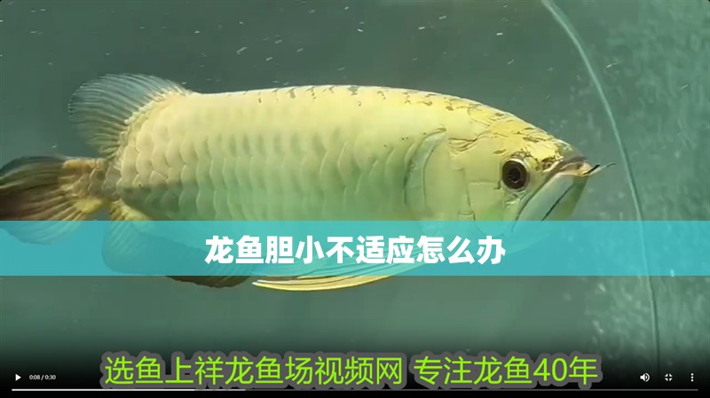 龍魚膽小不適應怎么辦