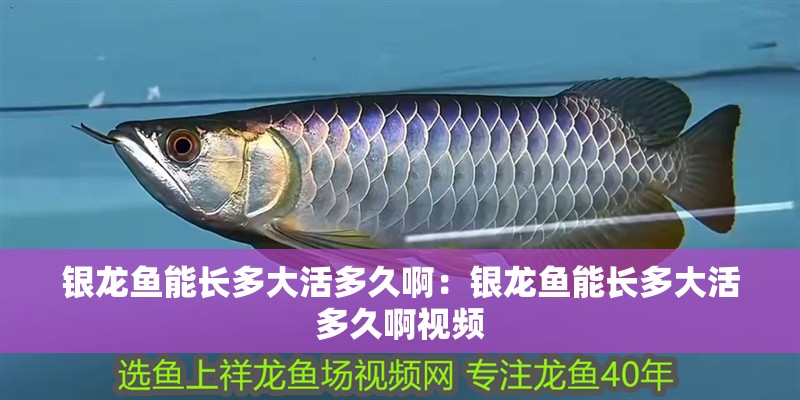 銀龍魚能長多大活多久啊：銀龍魚能長多大活多久啊視頻