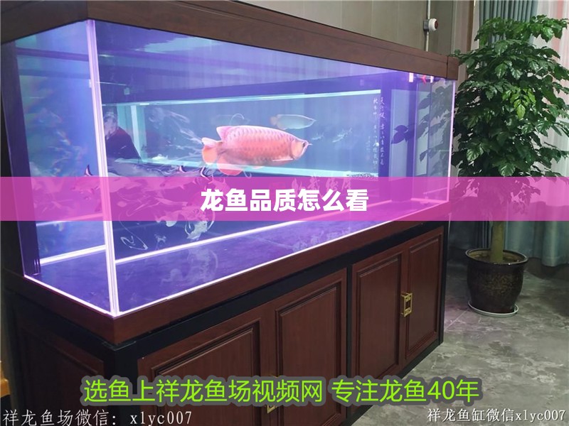 龍魚品質怎么看
