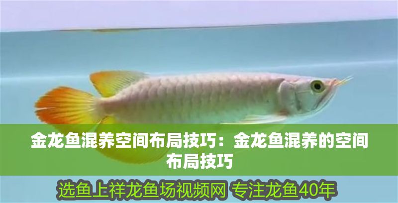 金龍魚混養空間布局技巧：金龍魚混養的空間布局技巧