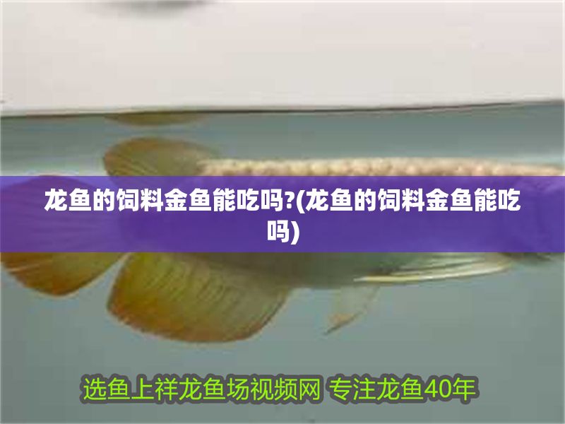 龍魚的飼料金魚能吃嗎?(龍魚的飼料金魚能吃嗎) 黃金貓魚百科 第1張 龍魚的飼料金魚能吃嗎?(龍魚的飼料金魚能吃嗎) 龍魚的飼料金魚能吃嗎?(龍魚的飼料金魚能吃嗎) 黃金貓魚百科 第1張