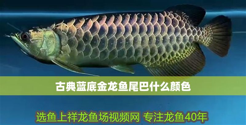 古典藍(lán)底金龍魚尾巴什么顏色