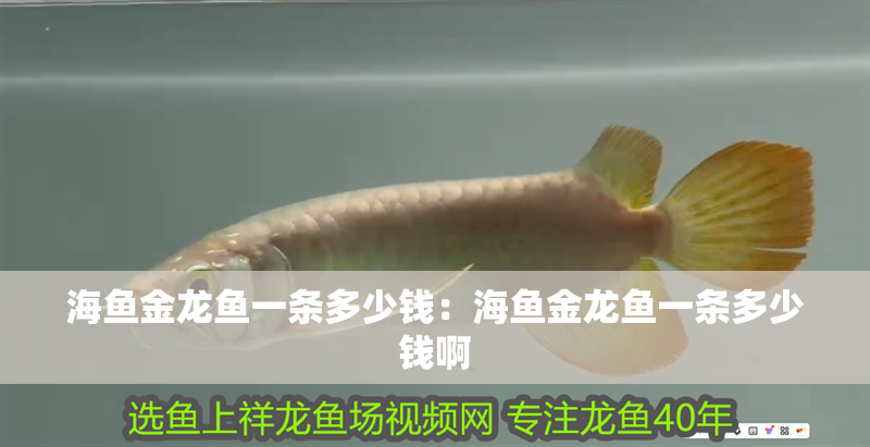 海魚(yú)金龍魚(yú)一條多少錢：海魚(yú)金龍魚(yú)一條多少錢啊