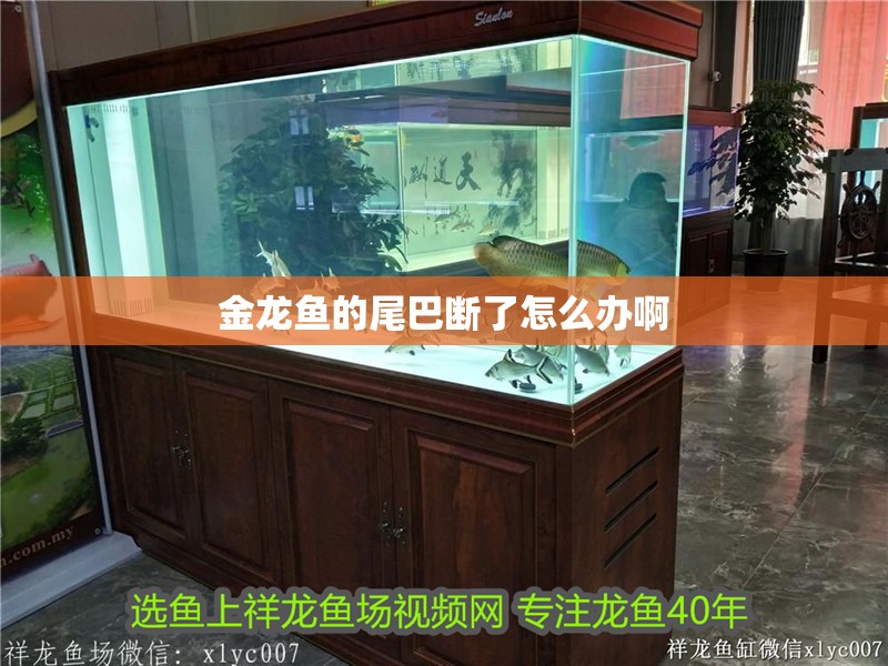 金龍魚的尾巴斷了怎么辦啊