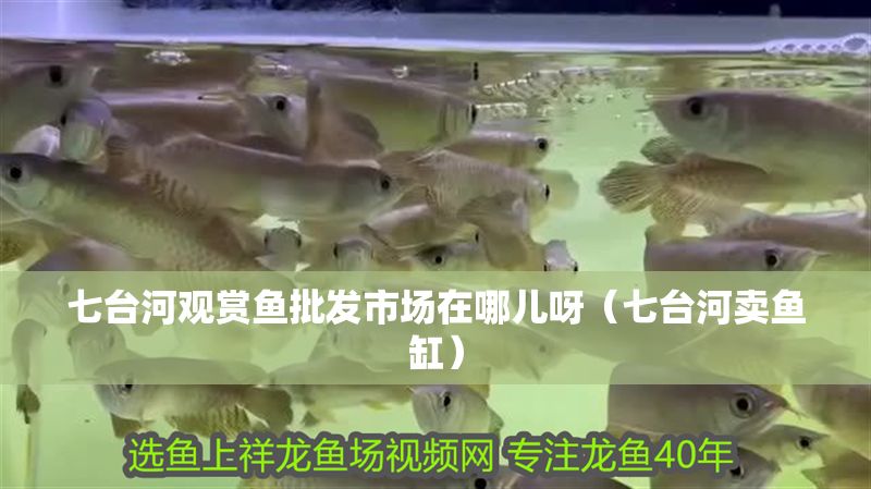 七臺河觀賞魚批發(fā)市場在哪兒呀（七臺河賣魚缸）