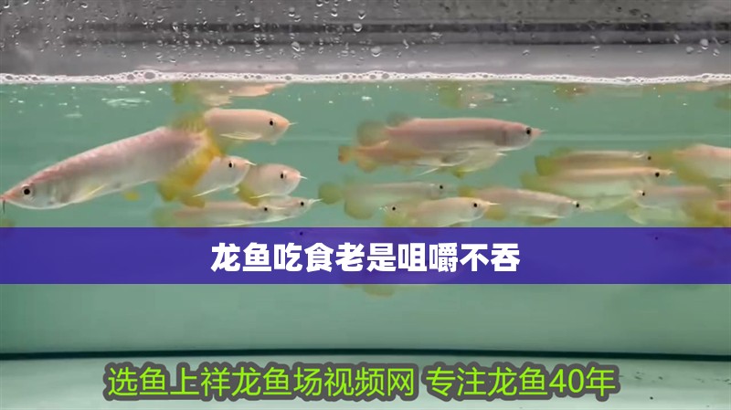 龍魚吃食老是咀嚼不吞