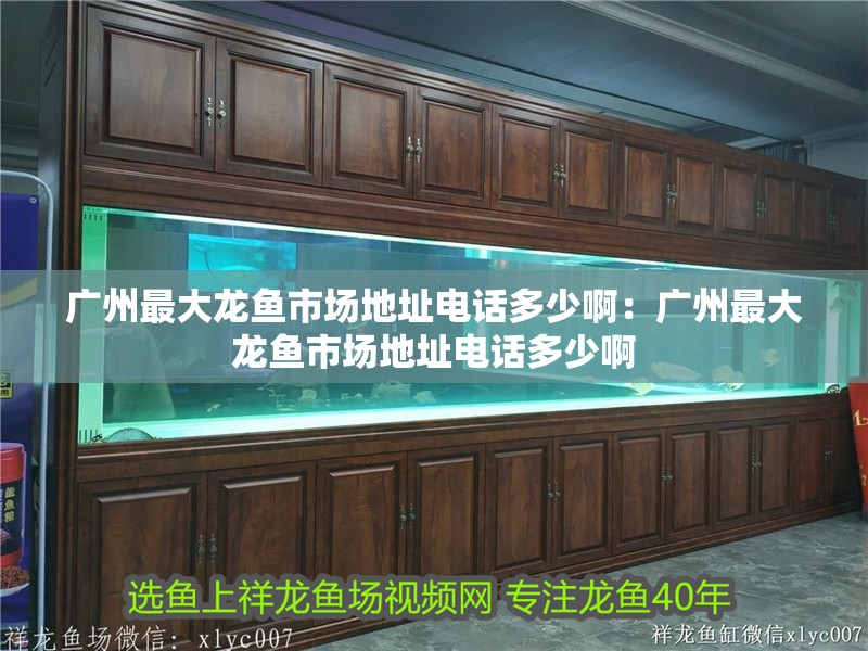 廣州最大龍魚市場(chǎng)地址電話多少?。簭V州最大龍魚市場(chǎng)地址電話多少啊 廣州最大龍魚市場(chǎng)地址電話多少?。簭V州最大龍魚市場(chǎng)地址電話多少啊 水族問答