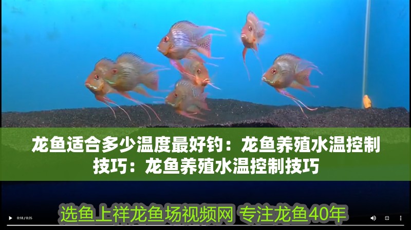 龍魚適合多少溫度最好釣：龍魚養(yǎng)殖水溫控制技巧：龍魚養(yǎng)殖水溫控制技巧